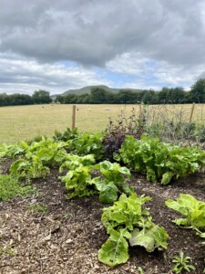 Horticulture plot at Troed yr Harn