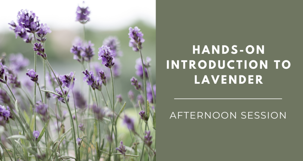 Hands-on Introduction to Lavender - Afternoon Session