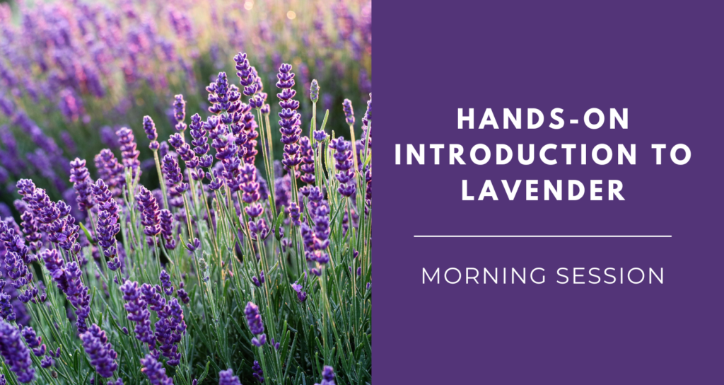 Introduction to lavender course -morning session