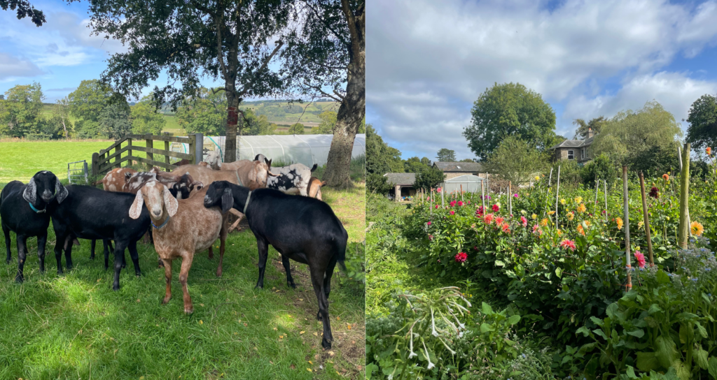 Goats and growing spaces