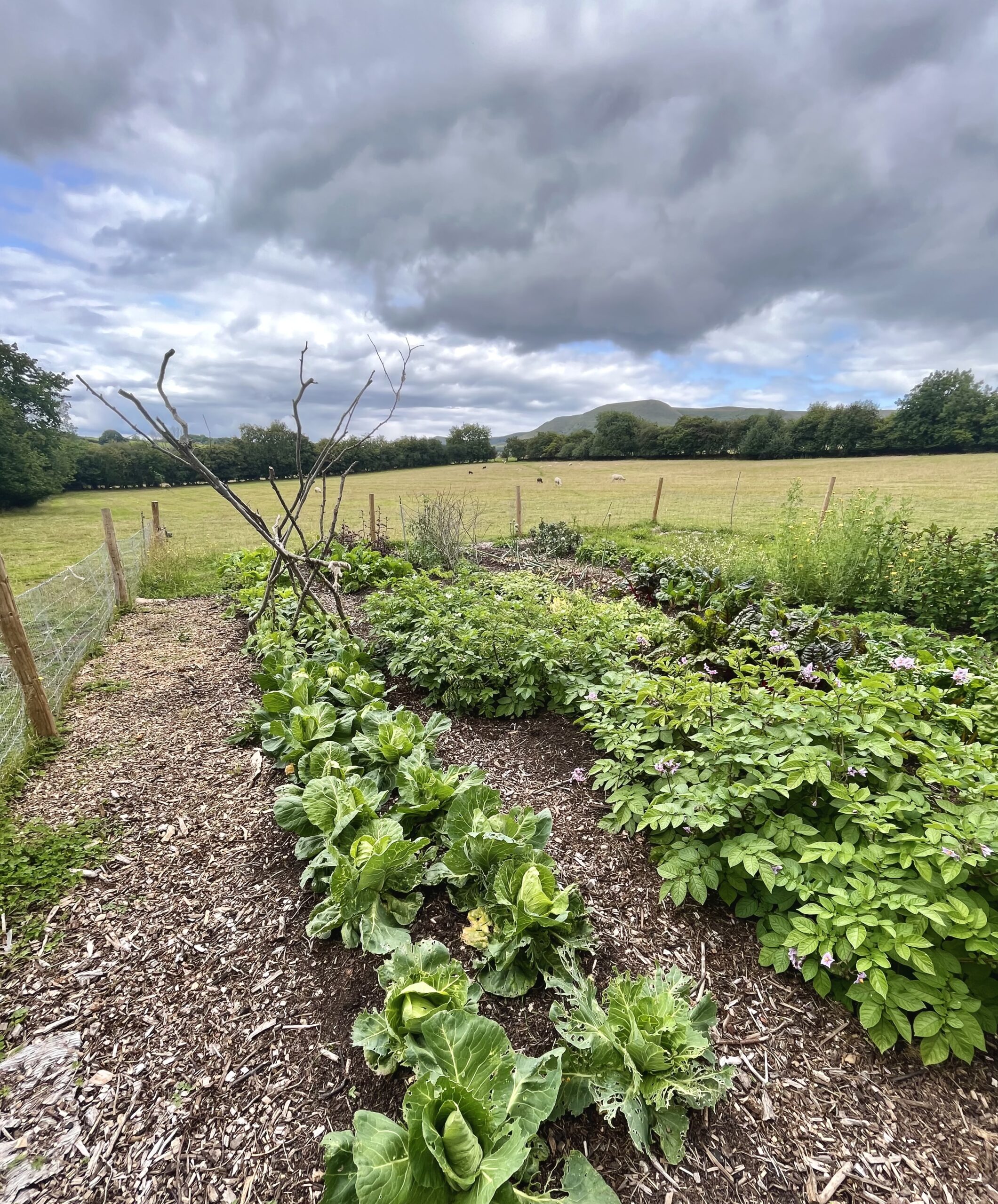 Horticultural plot